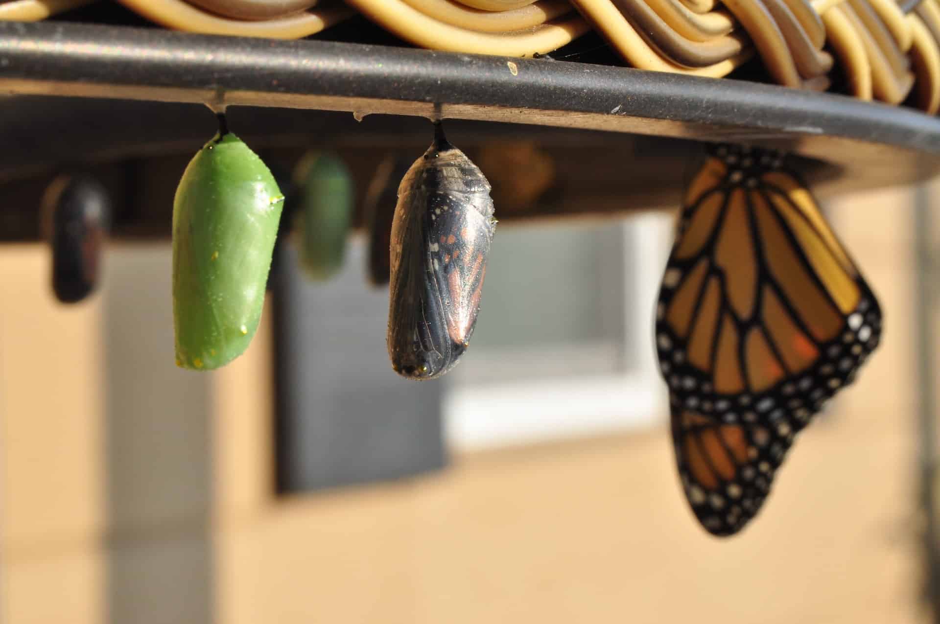 Image showing the evolution of a butterfly